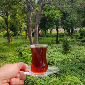 چای سرگل بهاره لاهیجان
