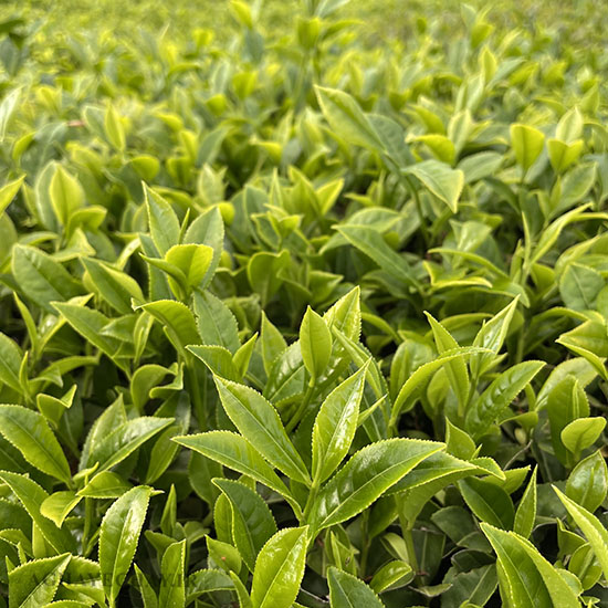 چای سرگل بهاره لاهیجان