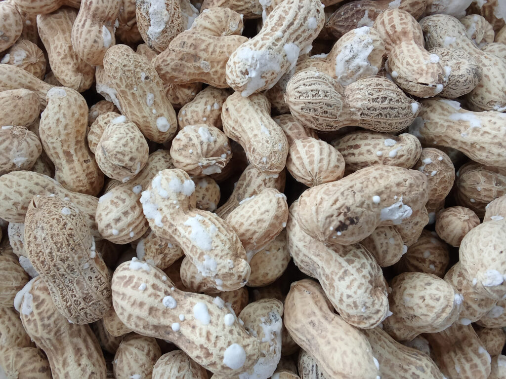 بادام زمینی با پوست