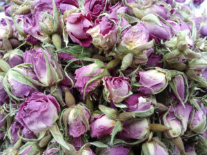 غنچه گل محمدی